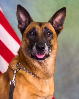 K9 Jerry